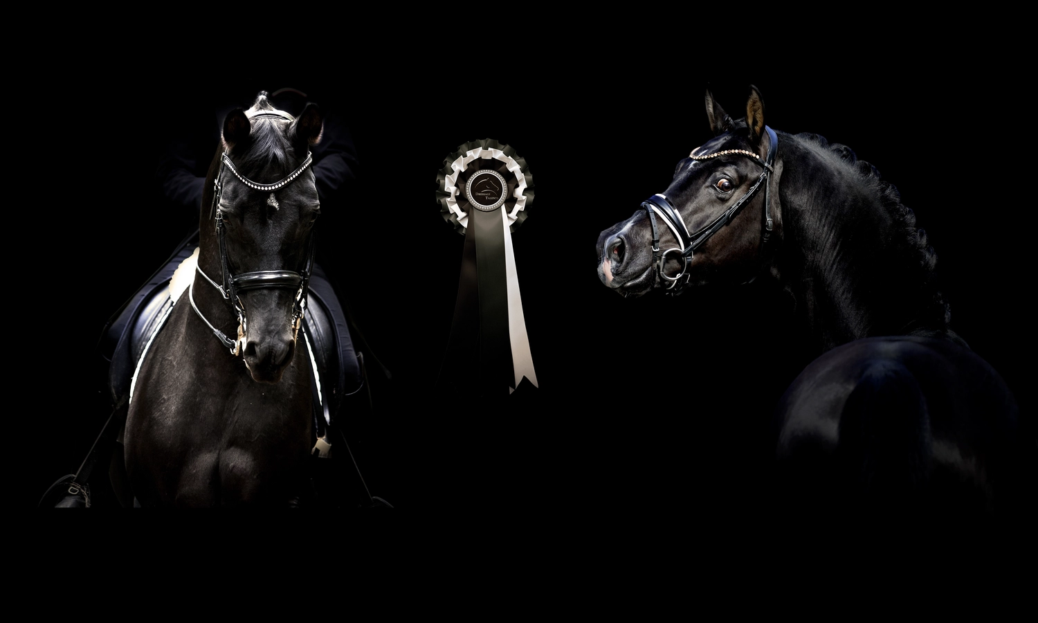 Dressage Talents - photography - horses