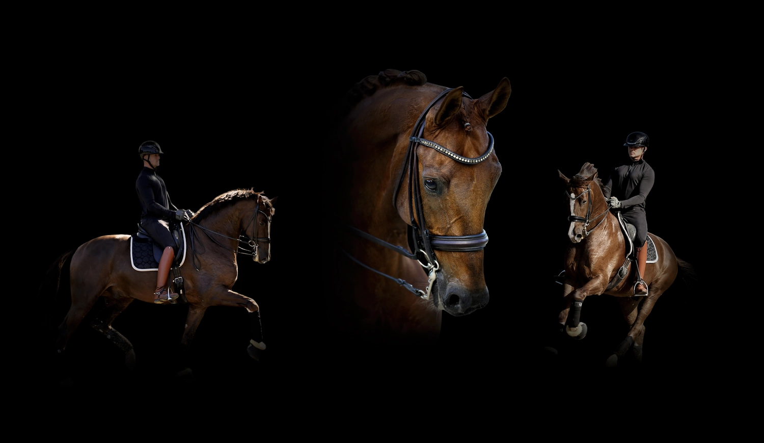 Dressage Talents - photography - horses