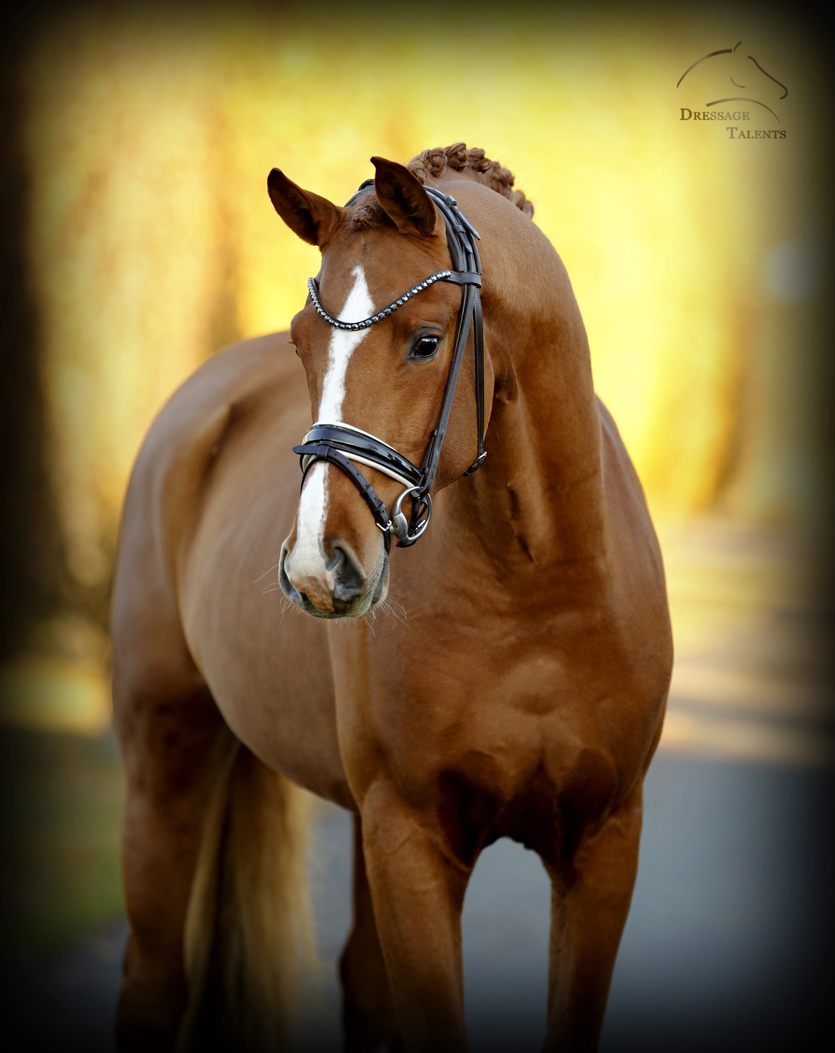 Dressage Talents – Fotografie – Pferde shezaan