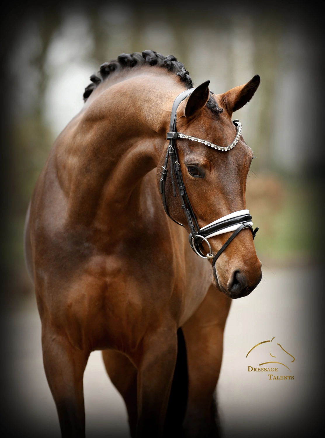 Dressage Talents – Fotografie – Pferde shezaan