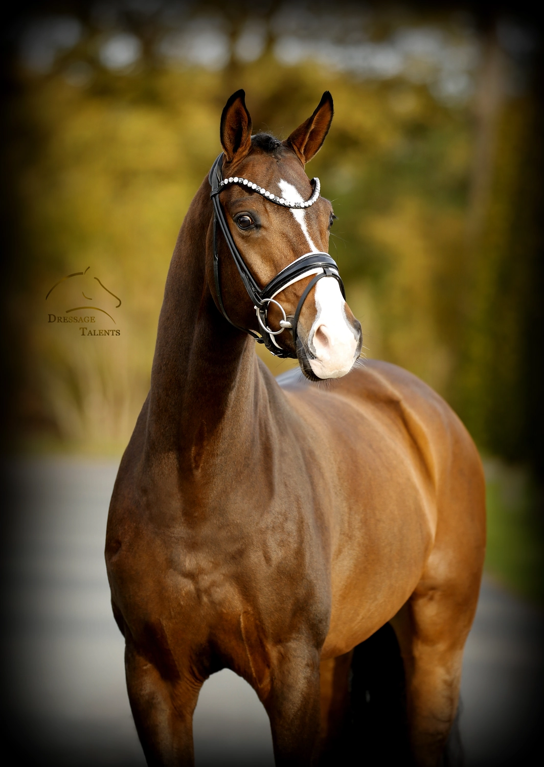 Dressage Talents – Fotografie – Pferde shezaan