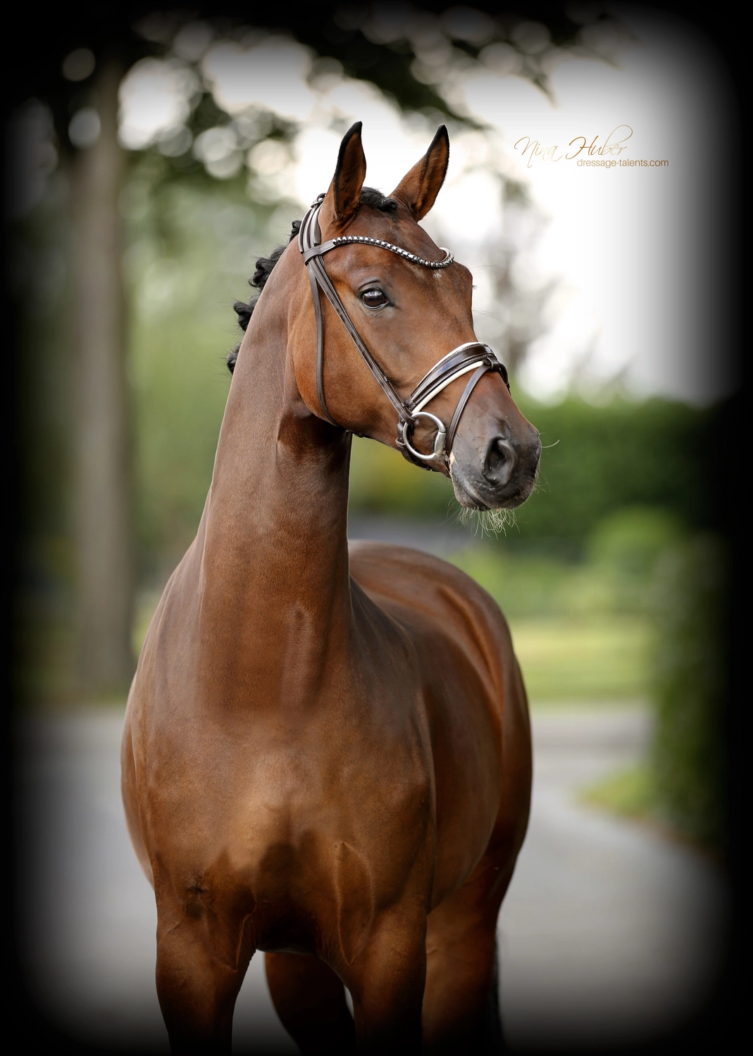 Dressage Talents – Fotografie – Pferde Finesse