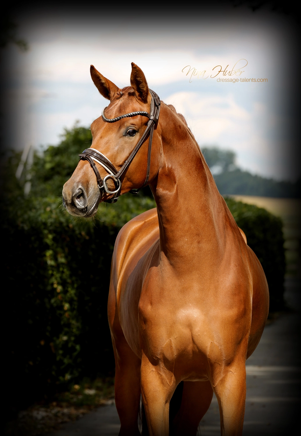 Dressage Talents – Fotografie – Pferde golden girl