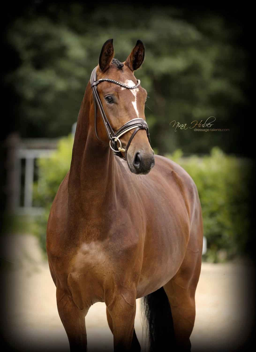Dressage Talents – Fotografie – Symbol