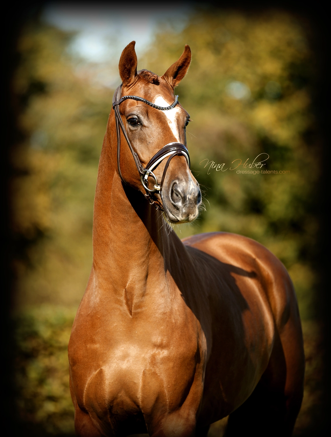 Dressage Talents – Fotografie – Pferde vicianum