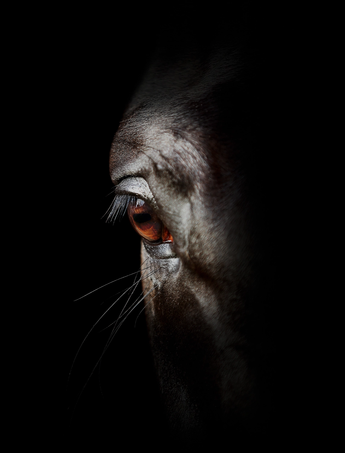 Dressurtalente – Fotografie – Pferde