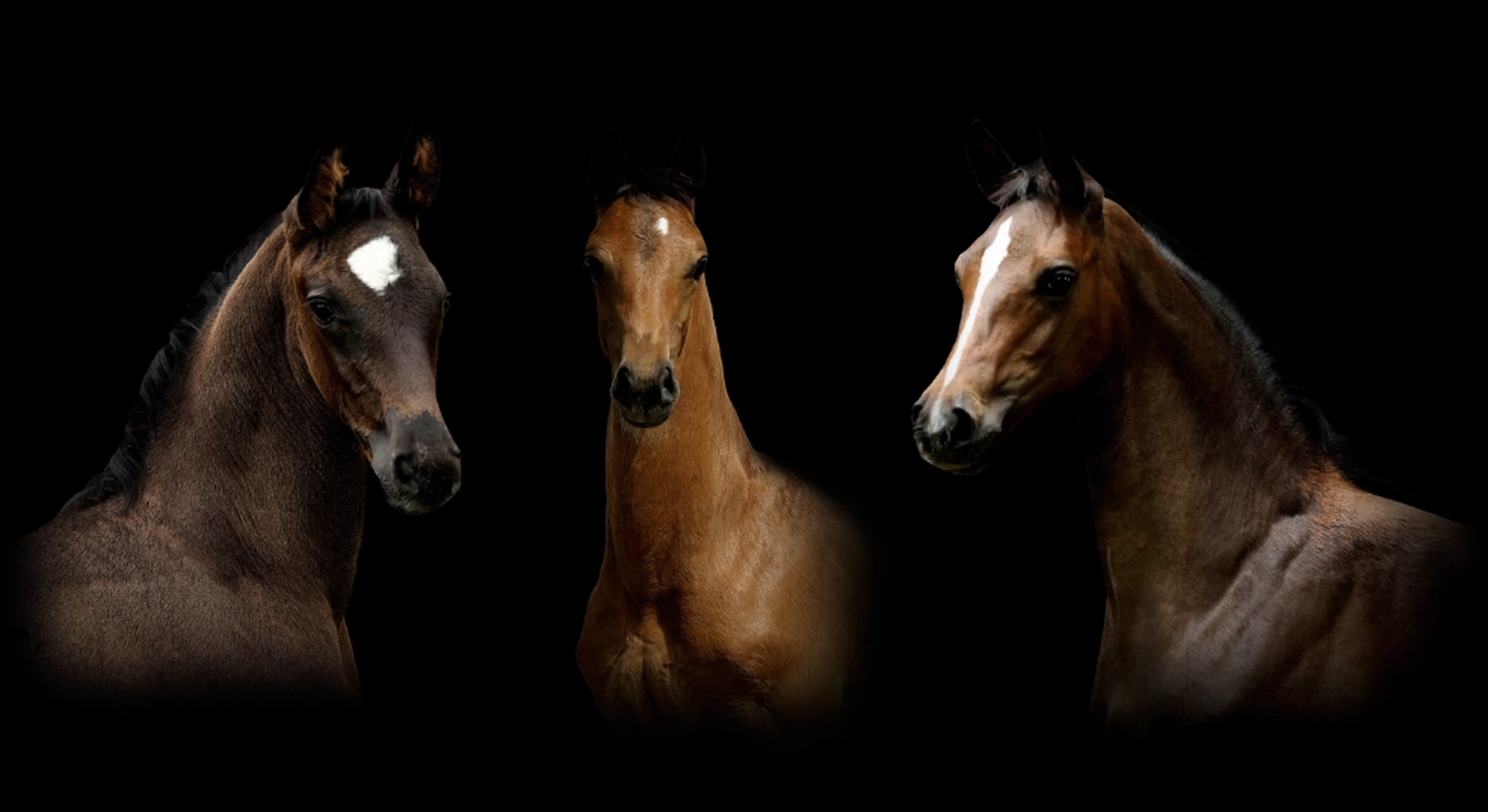 Dressage Talents – Fotografie – Pferde